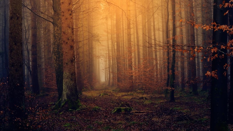 Mystical Woods